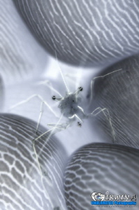 I N V E R T E D - V I S I O N  
Bubble Coral Shrimp (Ste... by Irwin Ang 
